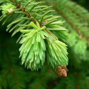 800px-Red_spruce_sprouts