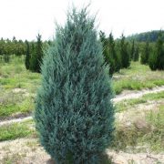 JuniperusScopulorumMoonglow_01