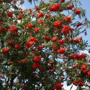 Baum oder Strauch mit weißen Blüten im Mai - Juni und roten Beeren ab August, Herbstlaub gelborange - rot.